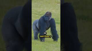 Why Do Gorillas Beat Their Chests Astonishing Facts gorilla viralshort [upl. by Engelbert]