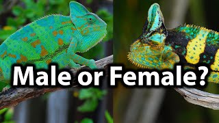 How to tell the gender of a veiled chameleon [upl. by Ddat680]