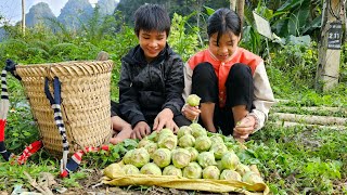 A homeless boy and a poor girl harvest kohlrabi to sell at the market to save money to buy things [upl. by Enirehtac333]