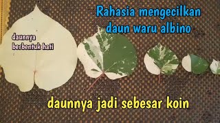 waru varigata dan Rahasia mengecilkan daun [upl. by Esirec]