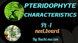 Pteridophytes general featuresclass 11cbseboardsneet [upl. by Markus]