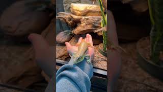 Did you need MORE convincing that Schneider’s Skinks are the best pet lizards skink animalshorts [upl. by Nrehtac]