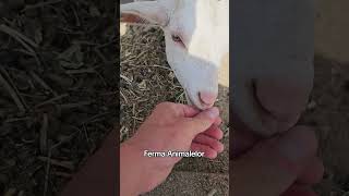 Ferma animalelor ❤️🤗 [upl. by Intruoc]