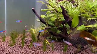 CO2 set up install korlam amar ￼ planted aquariuma￼ [upl. by Ycat]