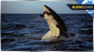 Great White Shark Breaches in SLOW MOTION [upl. by Broeker286]