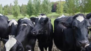 Portrait de fromager – Alfred le Fermier La Station [upl. by Eihtur]