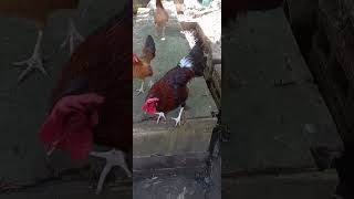 Jamaica black Red Henny Quality Gamefowl [upl. by Ynffit]