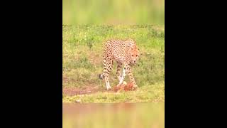 Cheetah hesitantly approaches its fate animalbattles cheetah crocodile wildlife [upl. by Petey]