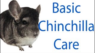 How to Care For a Chinchilla  Kaileys Pet Care [upl. by Pasadis]