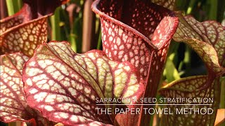 Sarracenia Seed Stratification The Paper Towel Method [upl. by Navoj427]