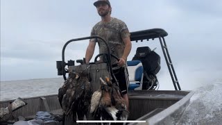 QUICK Duck Hunt Opening Week in Louisiana 3 man limit [upl. by Wadell]