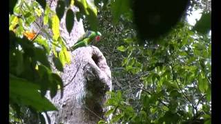 Greatbilled Parrot [upl. by Lillian849]