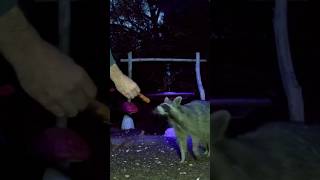 Raccoon has a Hot Dog funnyanimals nature shorts [upl. by Zindman]