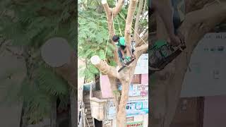 Sabarinathan tree cutter pattukkottai 8072635013 service [upl. by Sculley357]