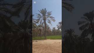 harvest time ng Dates o tamar sa Bahrain 🇧🇭 ofw Bahrain [upl. by Anovahs110]