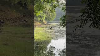 Crocodilestorksambar Deer and the beautiful jungle deer junglians crocodileandy [upl. by Anod708]