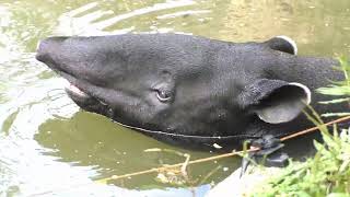 マレーバク Malayan Tapir ：台北市立動物園（Taipiei Zoo） [upl. by Aremmat159]