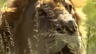 Documental de Leones La Vida del Rey Africano Leones en National Geographic [upl. by Weiman]