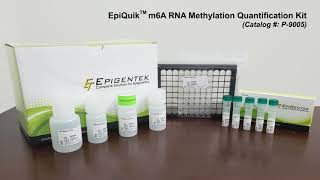 EpiQuik m6A RNA Methylation Quantification Kit  Assay Kit Demonstration [upl. by Kwasi]