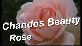 Chandos Beauty Rose [upl. by Lauren]