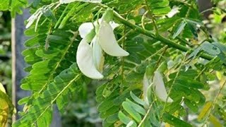 Dekho toh Yeh Kaun Sa Phool Hain Jo Kha Sakte Hain Flower Fritters eating ytviral youtube [upl. by Hilaire]