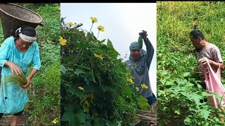 COLLECTING ORGANIC VEGETABLES  PURE ORGANIC  FROM MY PARENTS FIELD  NAGA FARMERS LIFE [upl. by Nwahsan95]