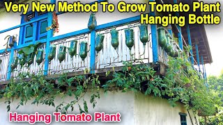 UNSEEN TOMATO FARMING IN VILLAGE IN NEPAL  HANGING TOMATO PLANT  VERTICAL GARDENING  Shorts [upl. by Kaufmann]