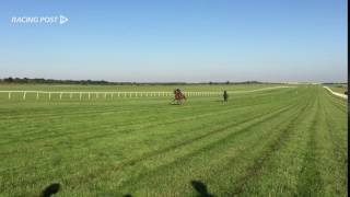 Galileo Gold at work [upl. by Anyk607]