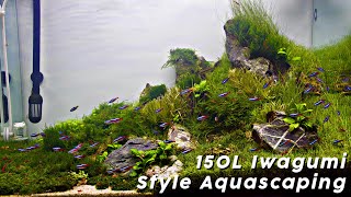 Step by Step Aquascaping Tutorial 150L Iwagumi Scape [upl. by Dlawso600]