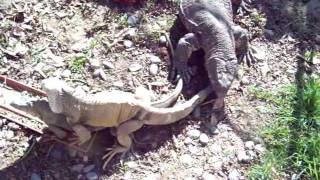 Giant Iguanas Matingnot even a 50 pound Monitor Lizard can stop them Bigboy3293 [upl. by Lemmie197]