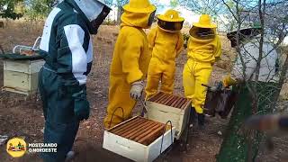 CURSO DE APIARIO PRODUTIVO DE ABELHA COM OS APICULTORES DE VERDEJANTEPEDivulgaSertao [upl. by Perri]