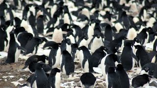 Antarctique découverte de 15 million de manchots Adélie [upl. by Richart]