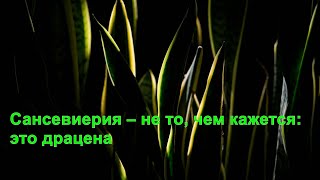 Сансевиерия – это драцена сансевиерия драцена растения комнатынерастения домашниерастения [upl. by Melisenda]