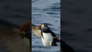 Puffin Bird  Puffins Fly Under Water For Hunting shorts facts puffin birds [upl. by Elson8]