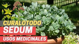 SEDUM TELEPHIUM quotCURALOTODOquot quotHIERBA CALLERAquot Poderosa planta medicinal [upl. by Duster]