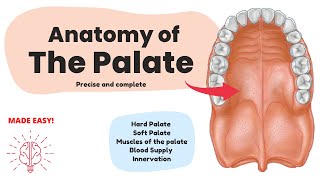 Anatomy of the Palate Short amp Complete  Human Anatomy [upl. by Ellimac]