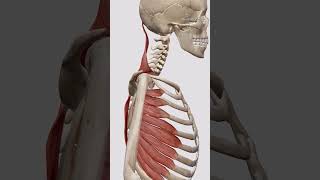 SCAPULA UPWARD ROTATION 📖🚀 aiims upsc neet medical orthology humanlife [upl. by Sixel757]