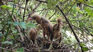 Amazing Babies Bittern Bird Nest [upl. by Ahsilem]