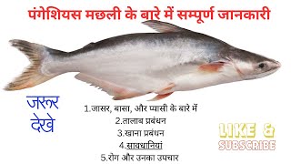 Pungas मछली पालन करने के लिए पूरी जानकारी fish farming High profit Business [upl. by Ylrak]