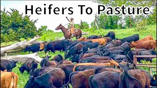 Preparing Heifers For Breeding Season [upl. by Hake]