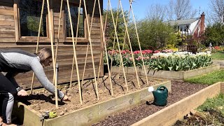 Fixing a BIG Garden Problem with BASIC Plants Healing Compacted Soil with Hyacinth Bean amp Radishes [upl. by Enasus]