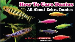 How to care Danios Fish Zebra Danio care Danios [upl. by Seravart]