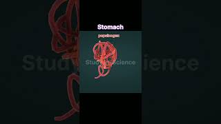 stomach anatomy and physiology anatomy physiology biology 3danimation [upl. by Dorison344]