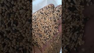 finch birds seed mix [upl. by Naleag282]