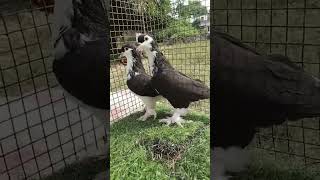 Lahori Siraji Sel ke liye hai basti bird kabootar pigeon [upl. by Suilienroc]