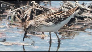 1130808 The Longtoed Stint feeding at HsinNan wetland [upl. by Nelehyram]