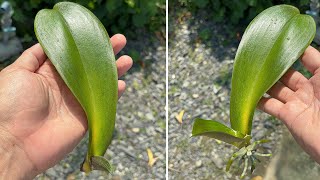 Just potatoes Orchid leaves immediately took root and bloom quickly [upl. by Charyl]