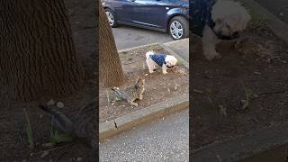 Lana and Cute Little Stalker Part 2 shorts dog cat [upl. by Isnan]