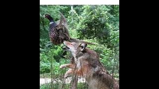 COYOTE  SKIN FLESH BREAK  Furbearing Animals  Video 2 of 2 [upl. by Morna104]