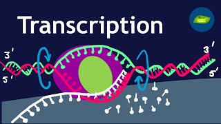 Transcription  Gene Expression Basic Science Series [upl. by Folberth224]